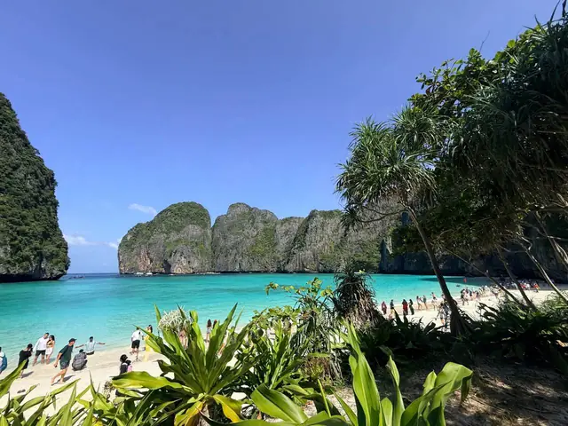 Maya Bay seen through the beach plants, Phi Phi