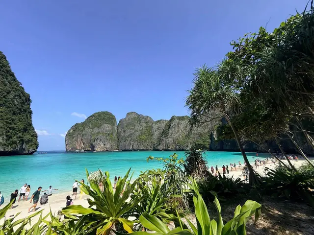 อ่าวมาหยามองผ่านต้นไม้ริมหาด เกาะพีพี