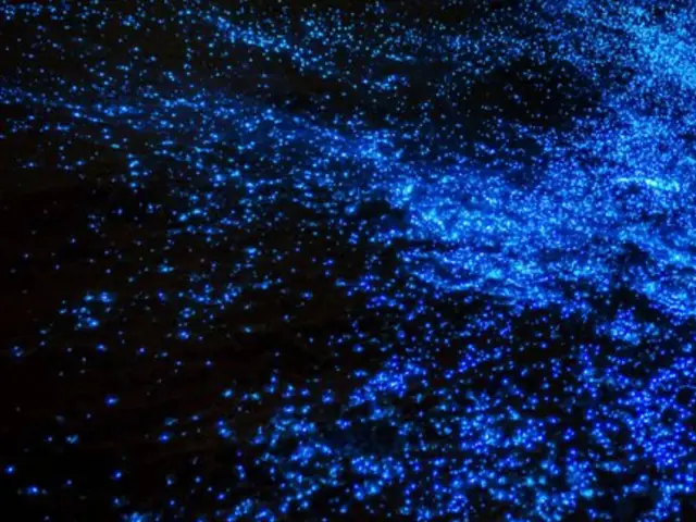 แพลงก์ตอนเรืองแสงสีฟ้าในทะเลตอนกลางคืน